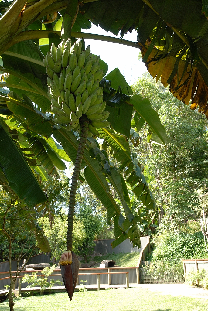0746 Kuranda Koala Gardens.jpg